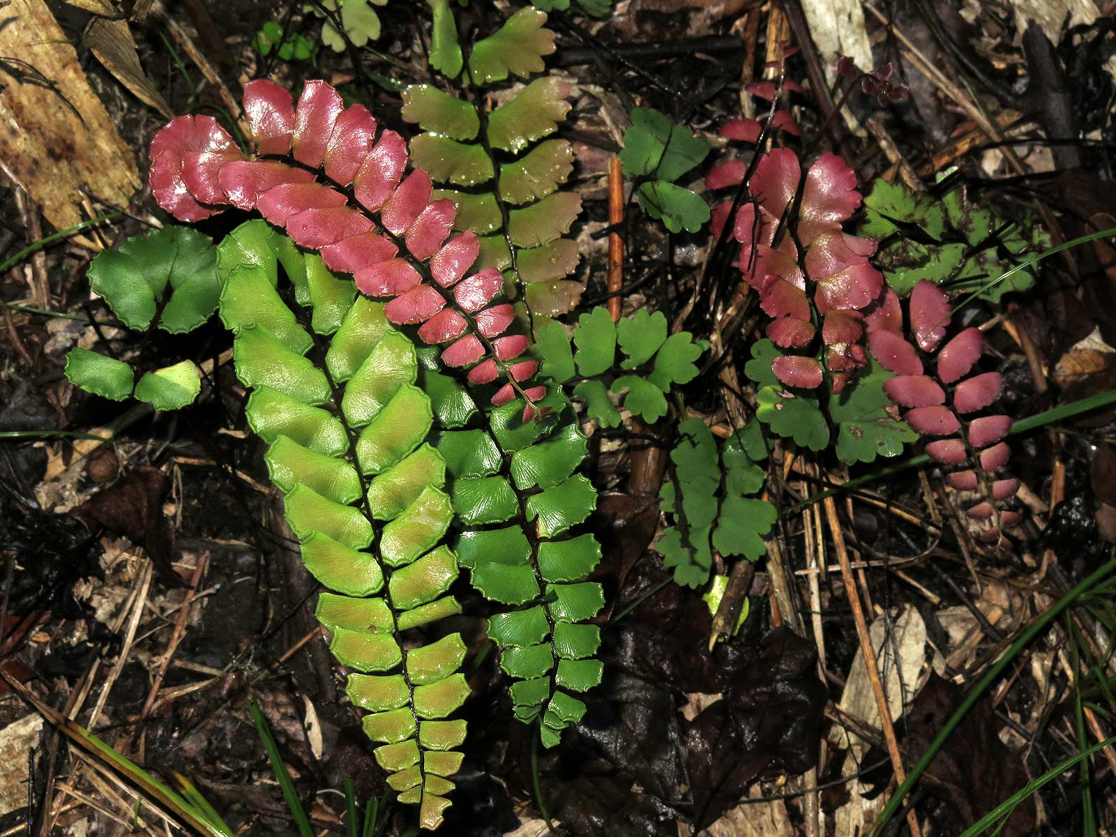 Adiantum soboliferum