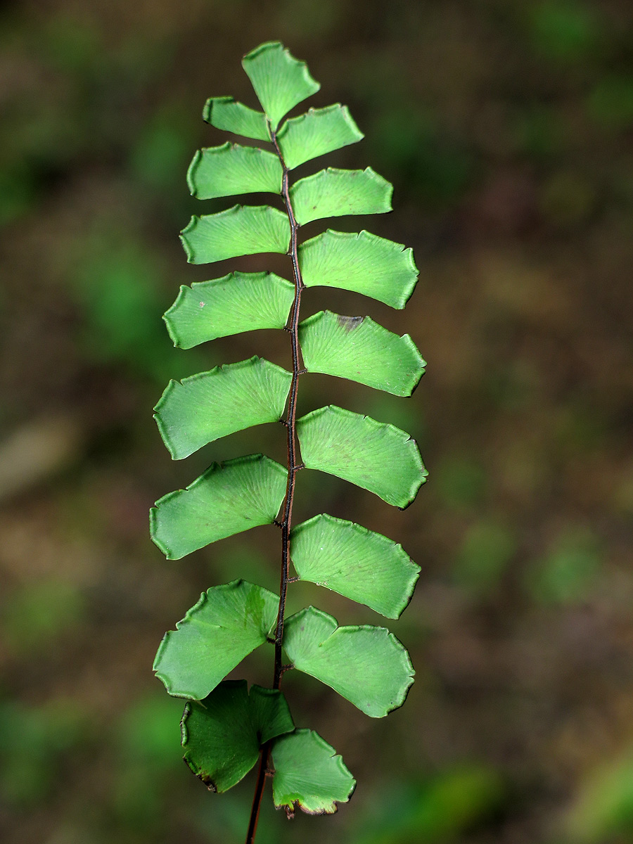 Adiantum soboliferum
