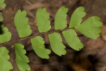 Adiantum soboliferum