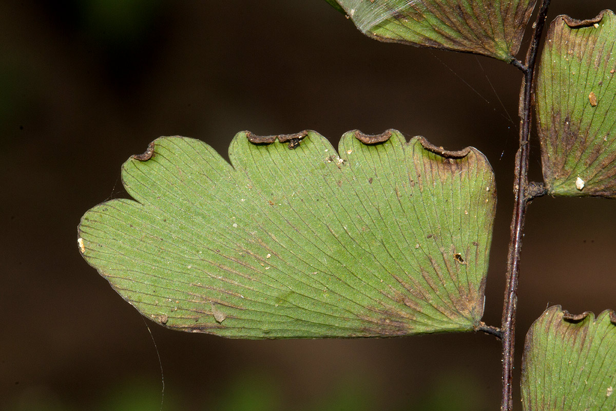 Adiantum soboliferum Adiantum soboliferum