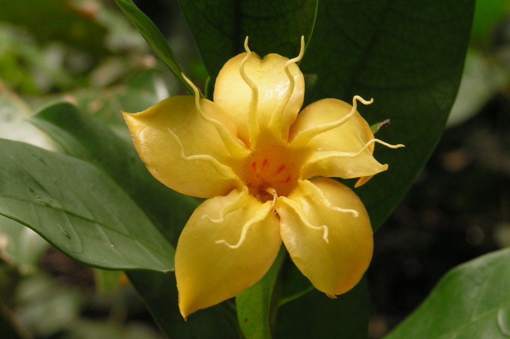 Strophanthus gardeniiflorus