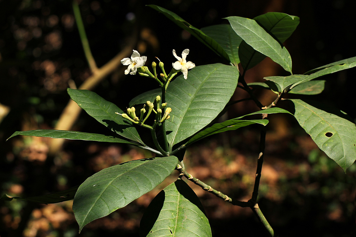 Tabernaemontana pachysiphon Tabernaemontana pachysiphon