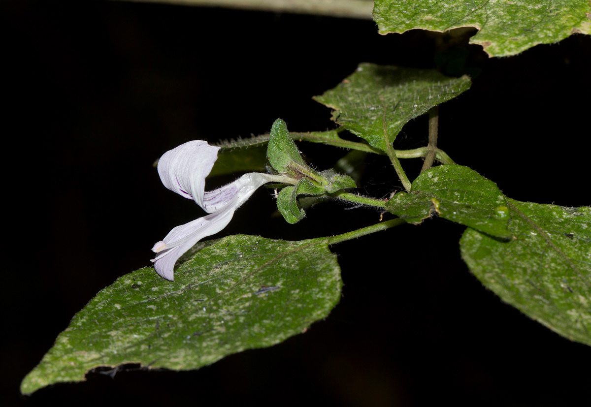 Hypoestes triflora Hypoestes triflora