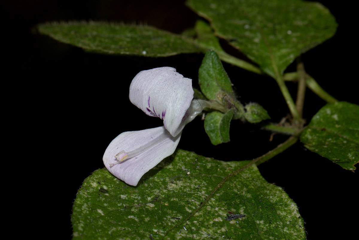 Hypoestes triflora Hypoestes triflora
