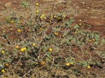 Solanum lichtensteinii