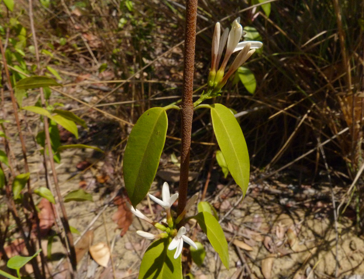 Chamaeclitandra henriquesiana Chamaeclitandra henriquesiana