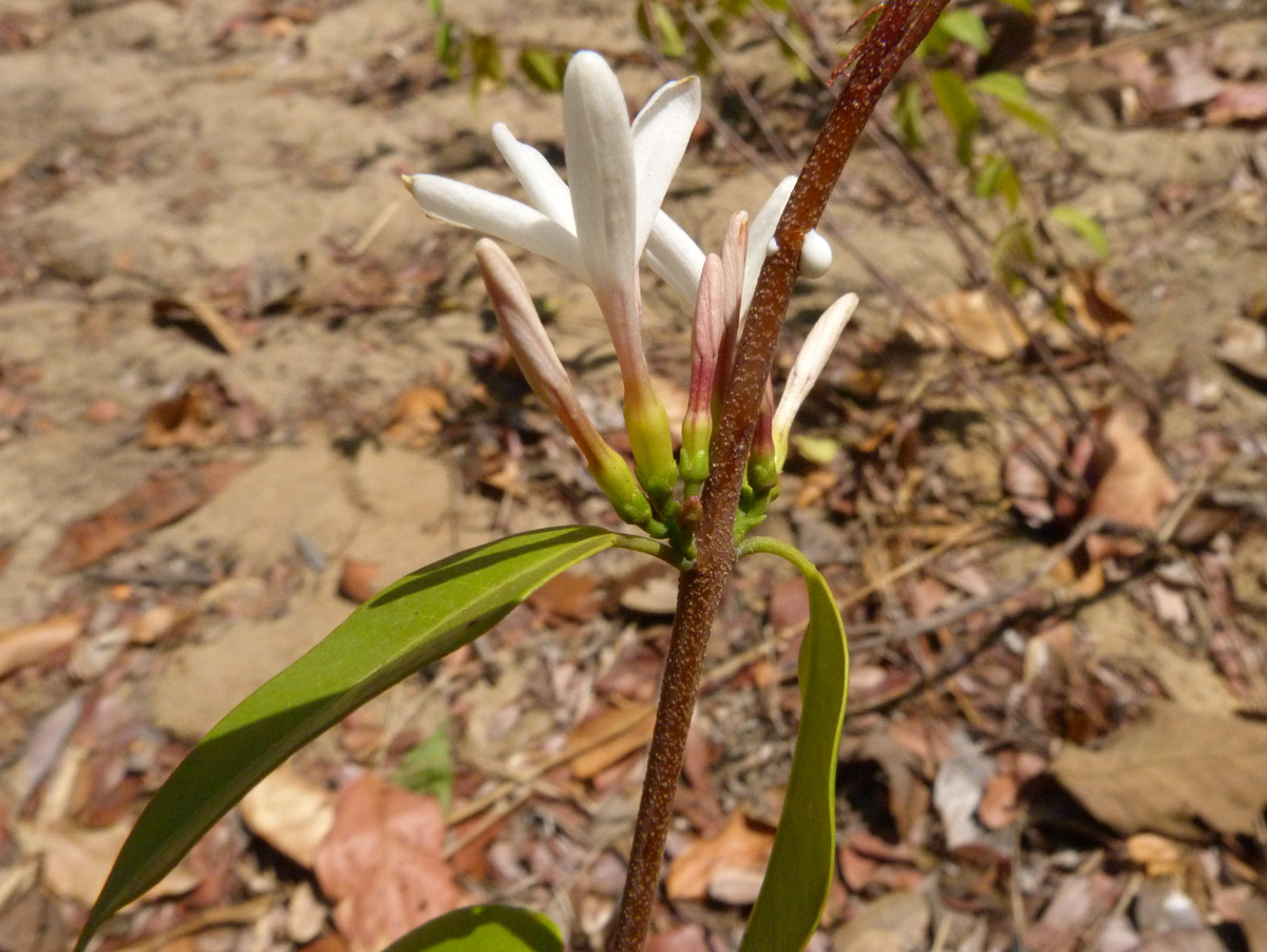 Chamaeclitandra henriquesiana Chamaeclitandra henriquesiana