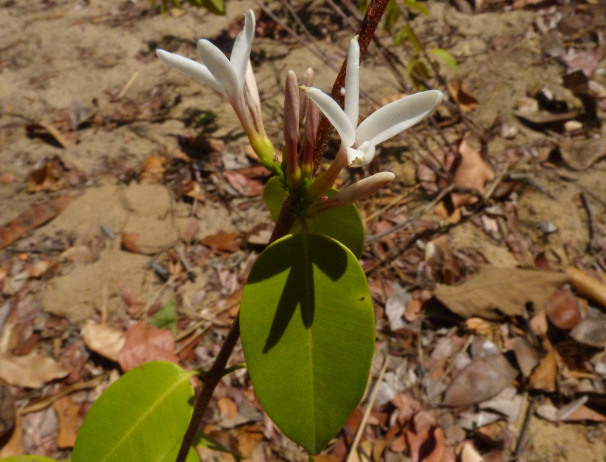 Chamaeclitandra henriquesiana Chamaeclitandra henriquesiana