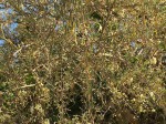 Phaeoptilum spinosum