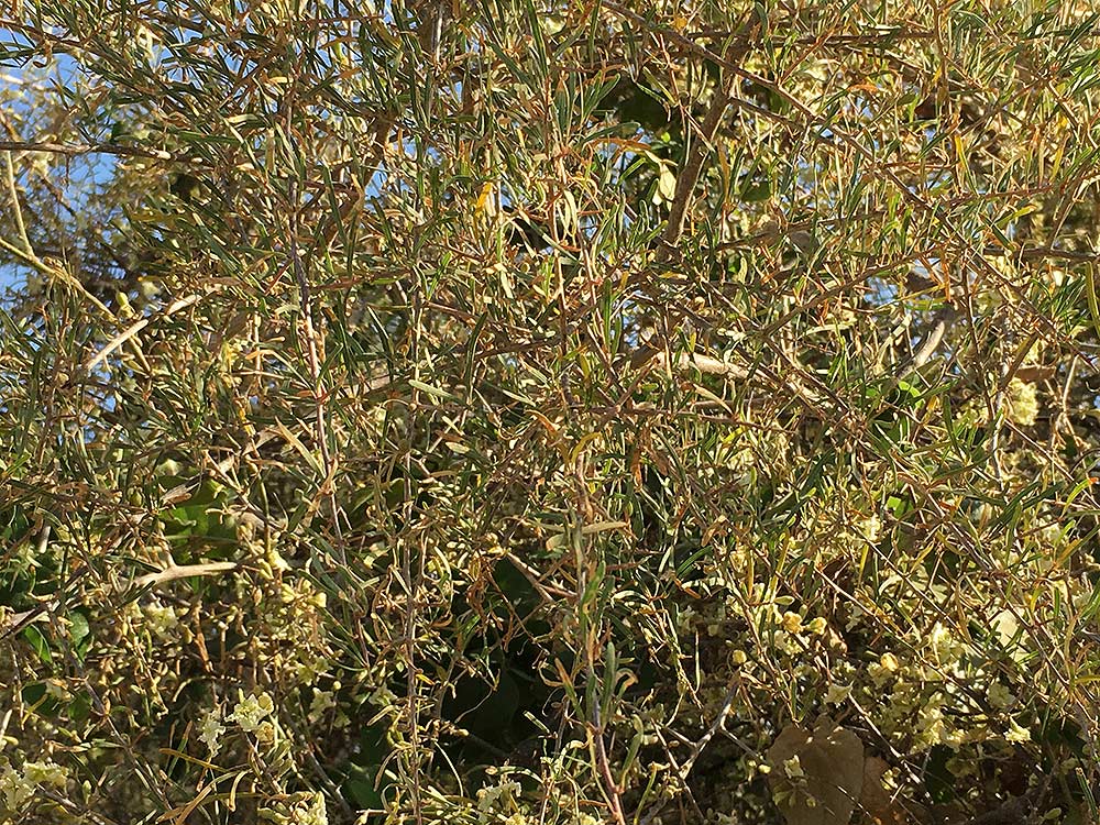 Phaeoptilum spinosum