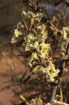 Phaeoptilum spinosum
