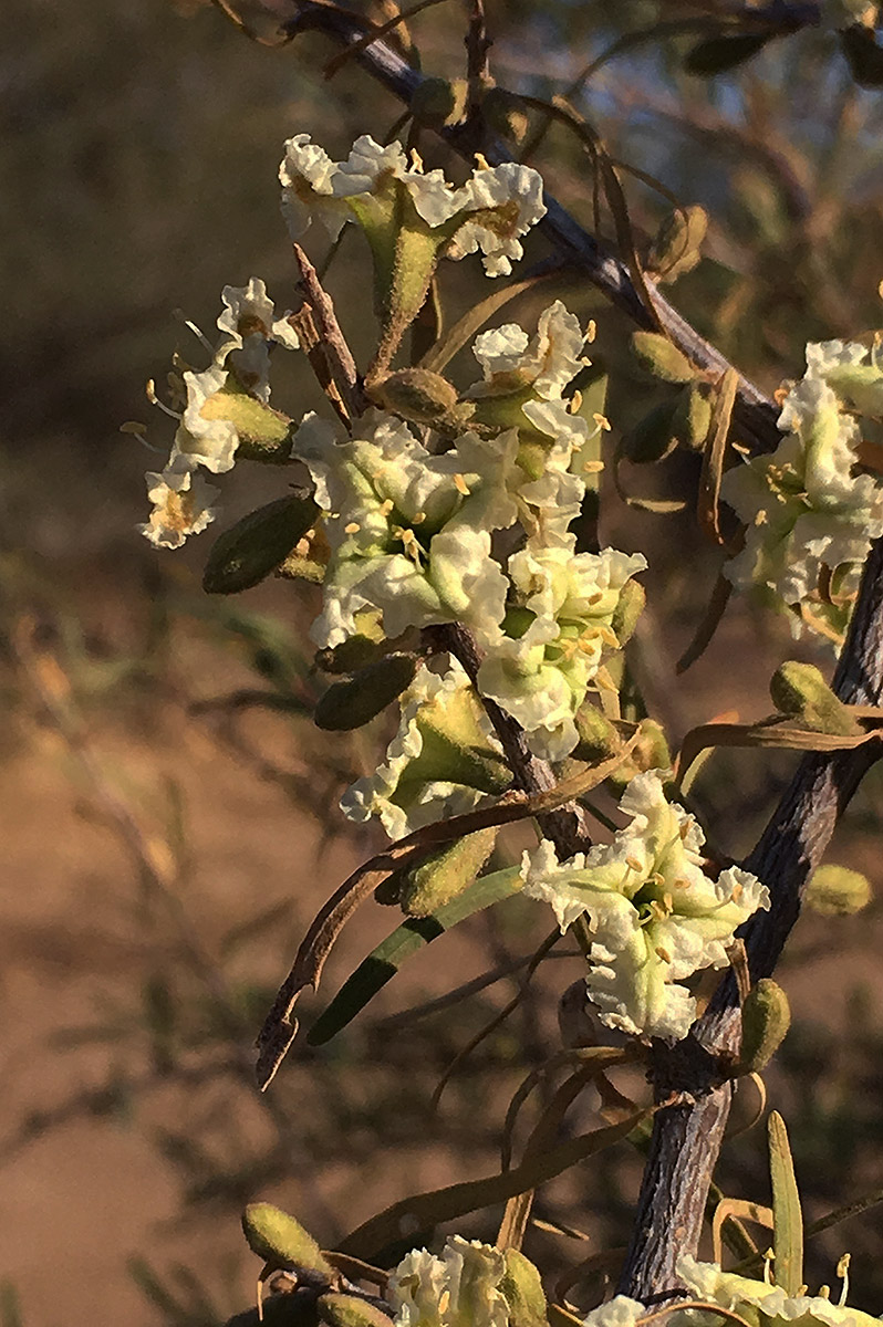 Phaeoptilum spinosum Phaeoptilum spinosum