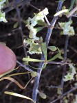 Phaeoptilum spinosum