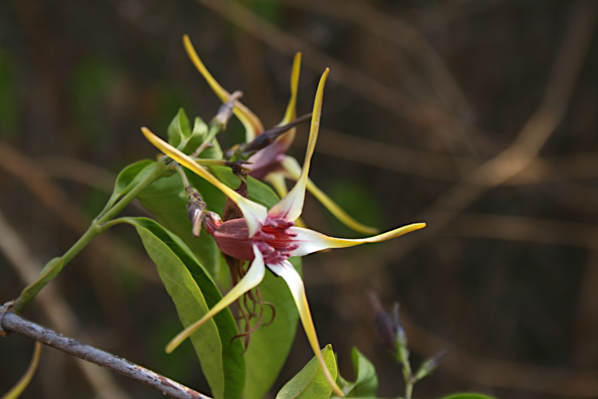 Strophanthus amboensis Strophanthus amboensis