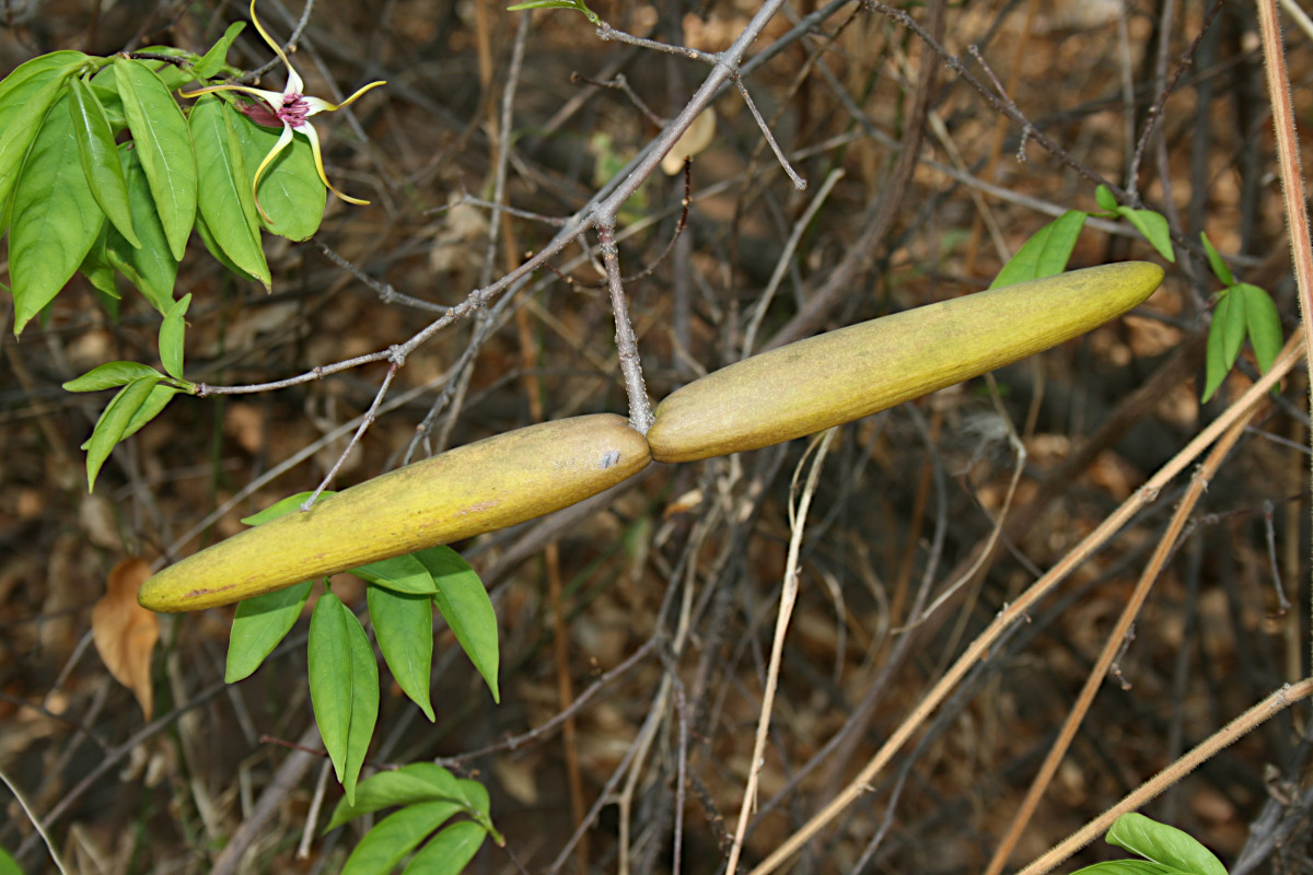 Strophanthus amboensis Strophanthus amboensis