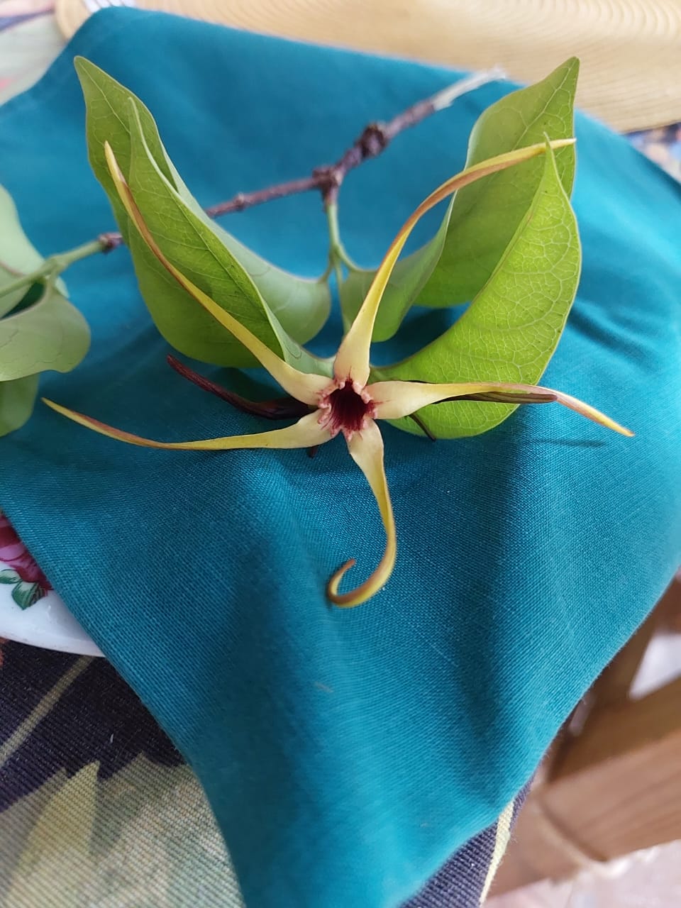 Strophanthus amboensis