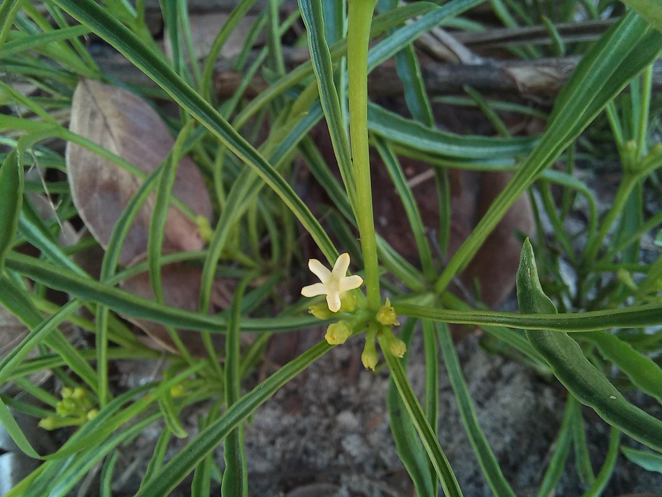 Rauvolfia nana Rauvolfia nana