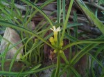 Rauvolfia nana