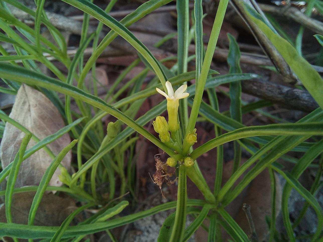 Rauvolfia nana Rauvolfia nana