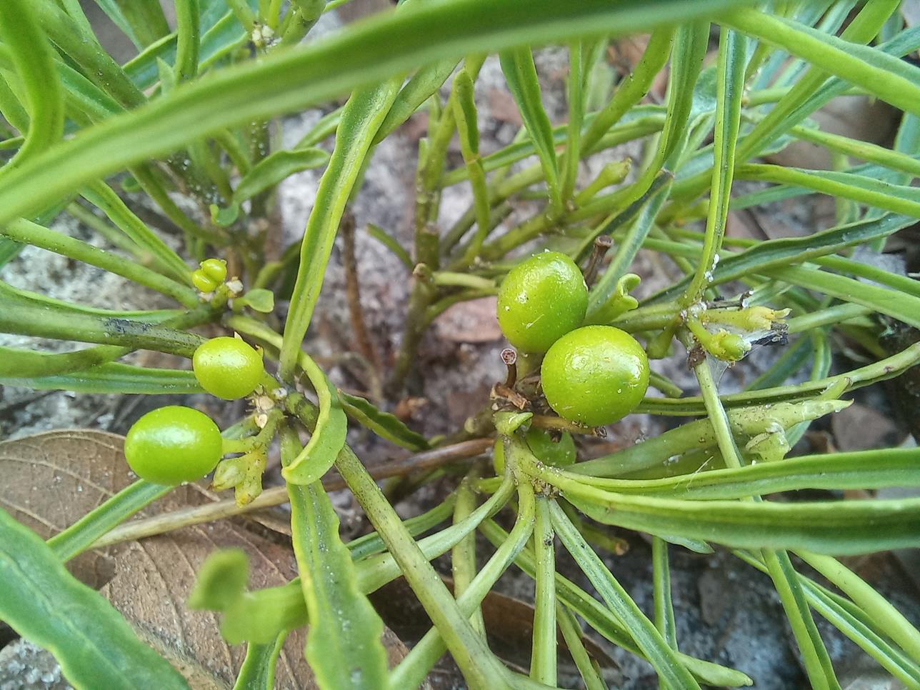 Rauvolfia nana Rauvolfia nana