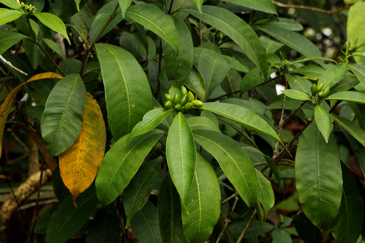 Rauvolfia mannii Rauvolfia mannii