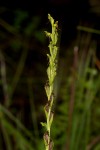 Habenaria hologlossa