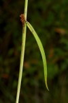 Habenaria hologlossa