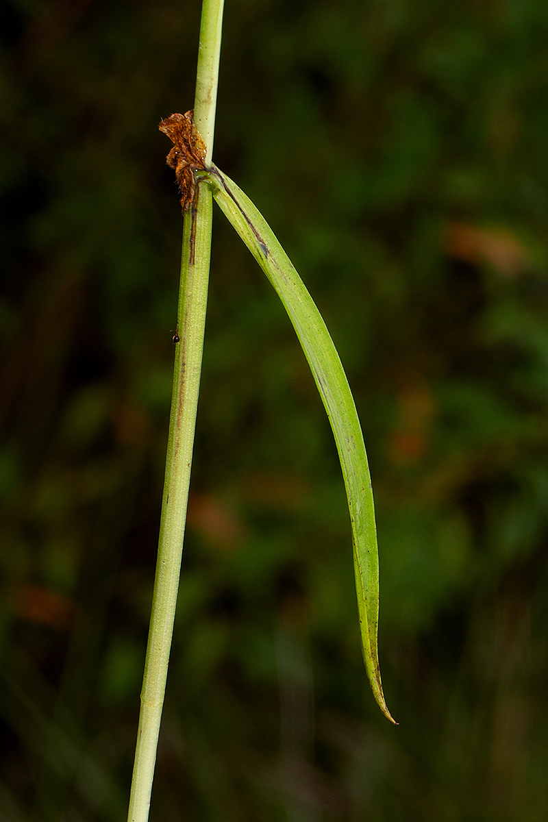Habenaria hologlossa