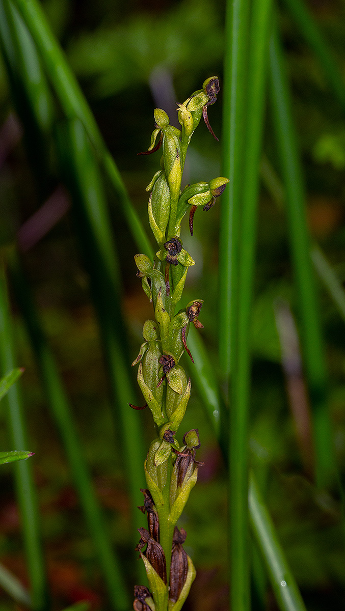 Habenaria hologlossa Habenaria hologlossa