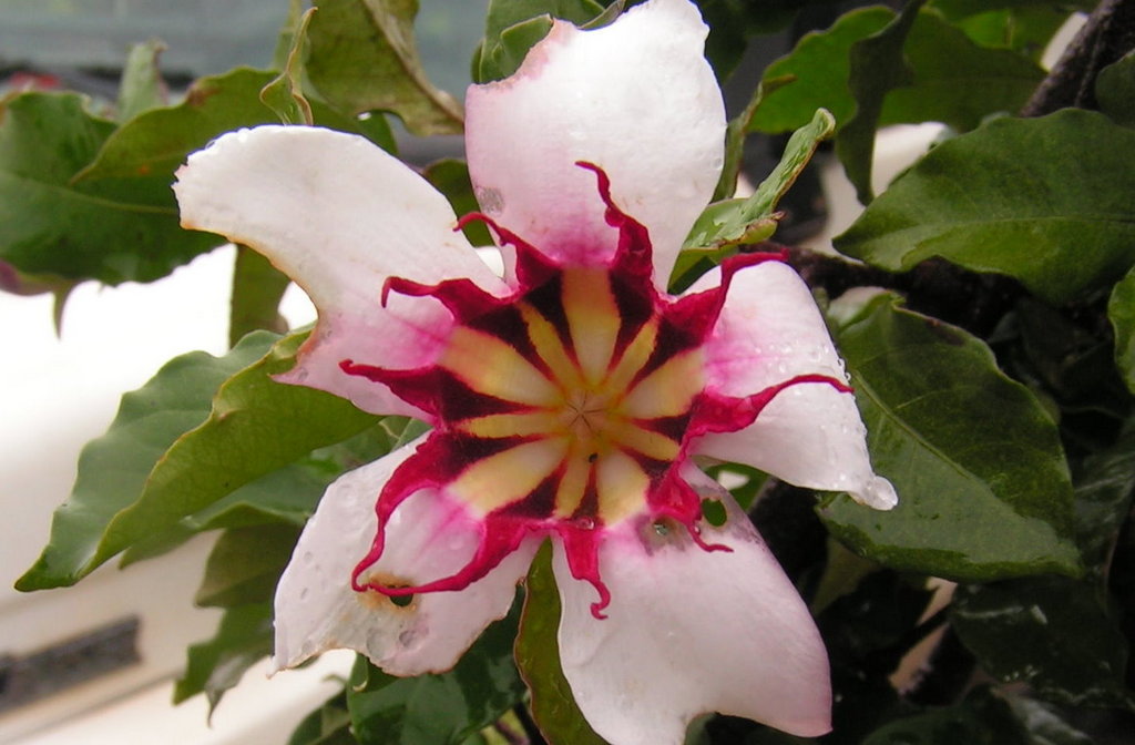 Strophanthus welwitschii Strophanthus welwitschii