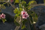 Adenium boehmianum
