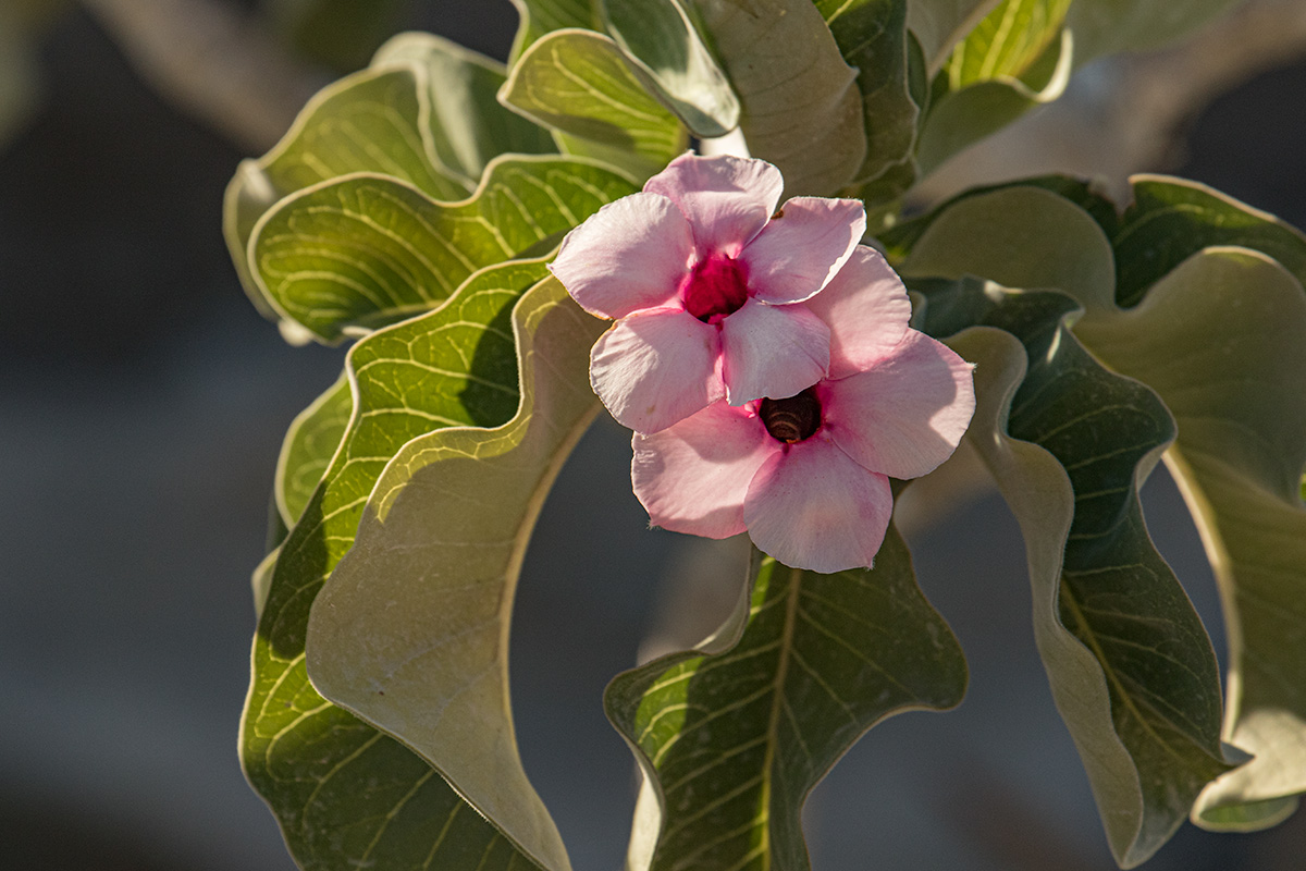Adenium boehmianum Adenium boehmianum