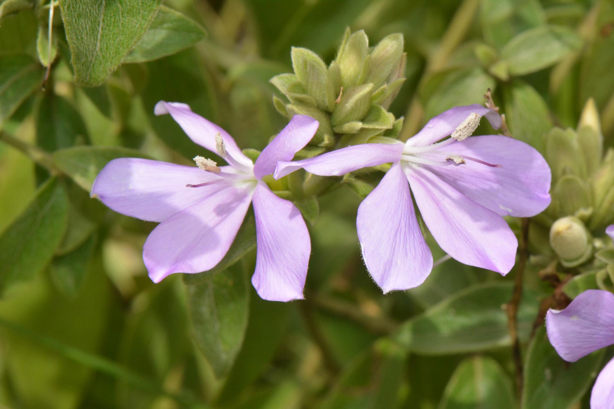Barleria descampsii Barleria descampsii