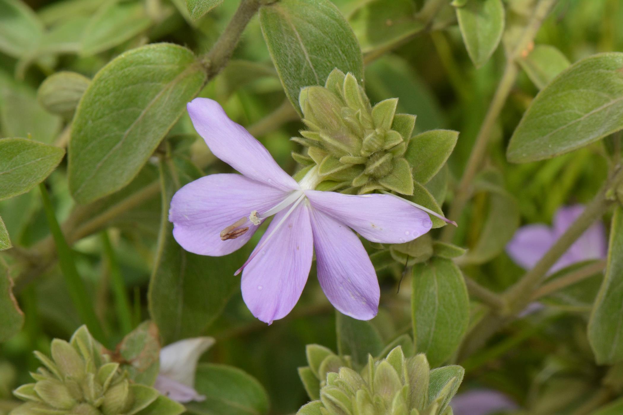 Barleria descampsii Barleria descampsii