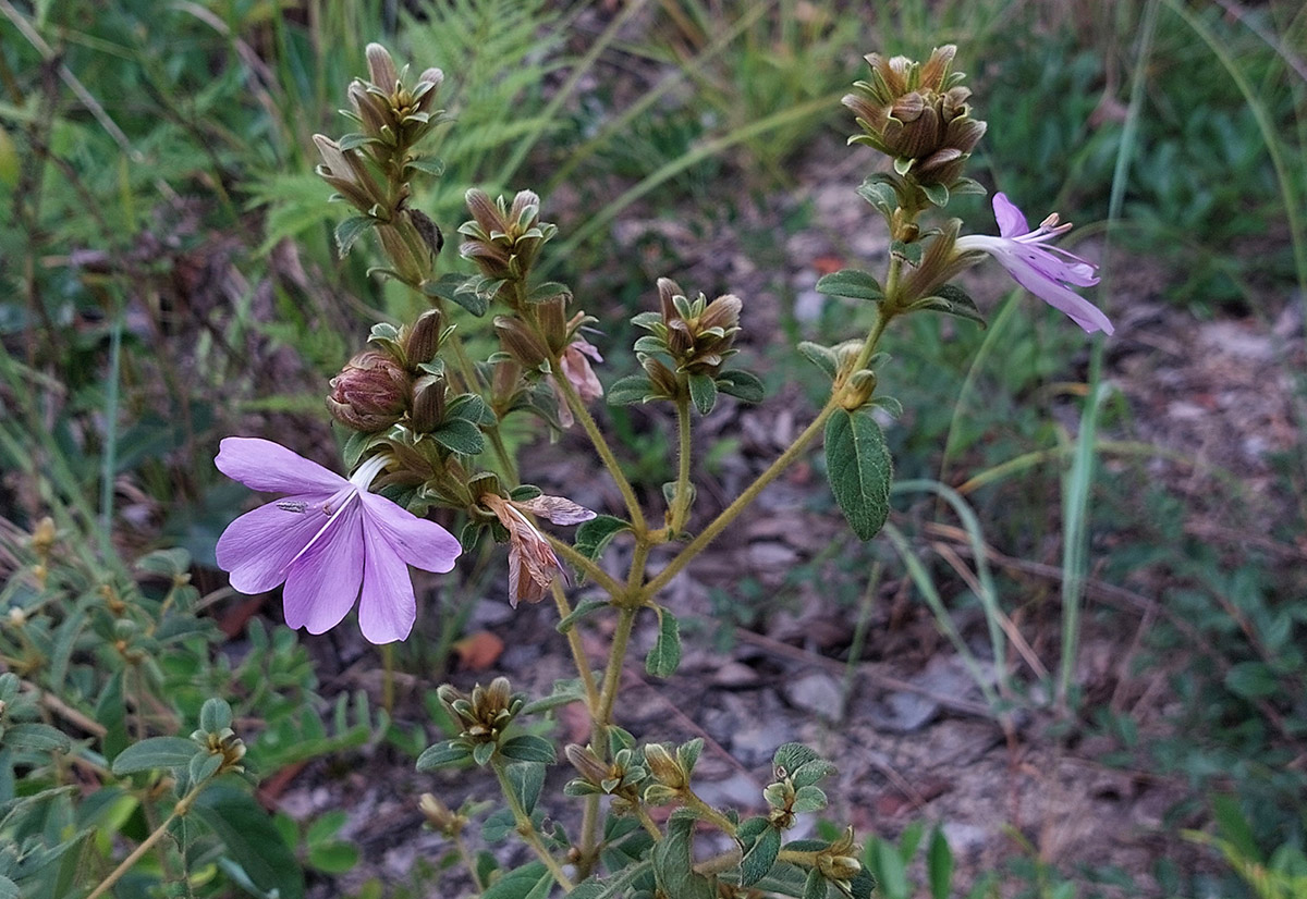 Barleria descampsii Barleria descampsii