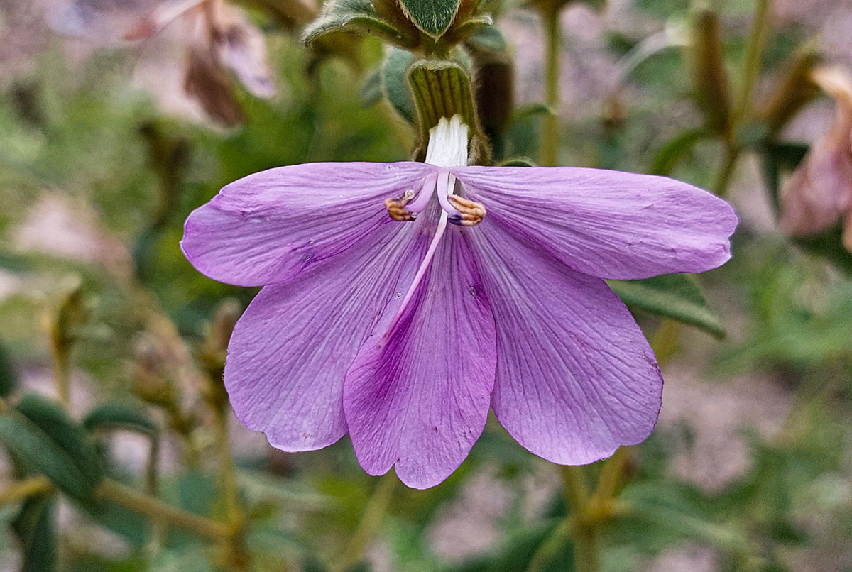 Barleria descampsii Barleria descampsii