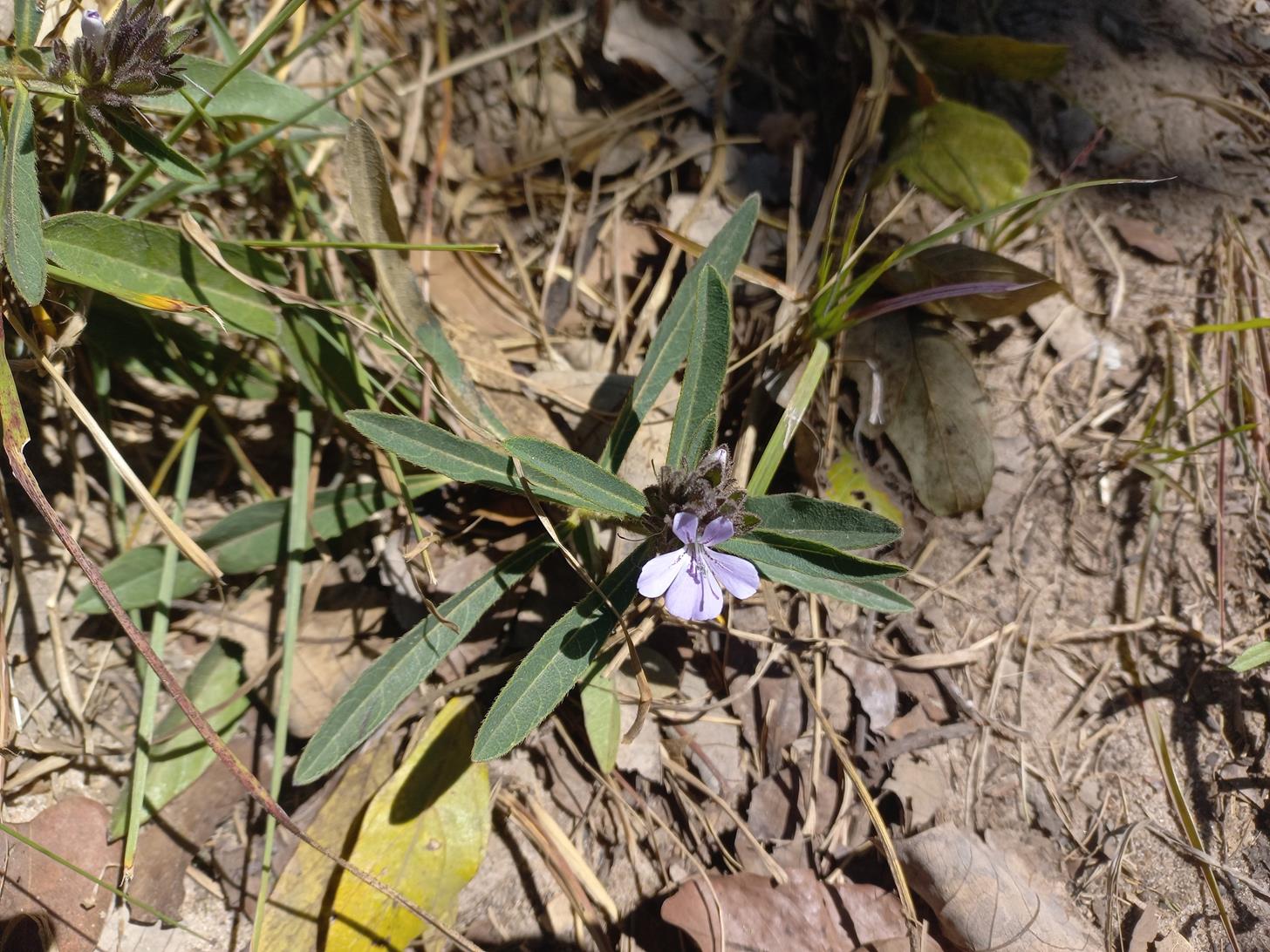 Barleria phaylopsis Barleria phaylopsis