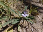 Barleria phaylopsis