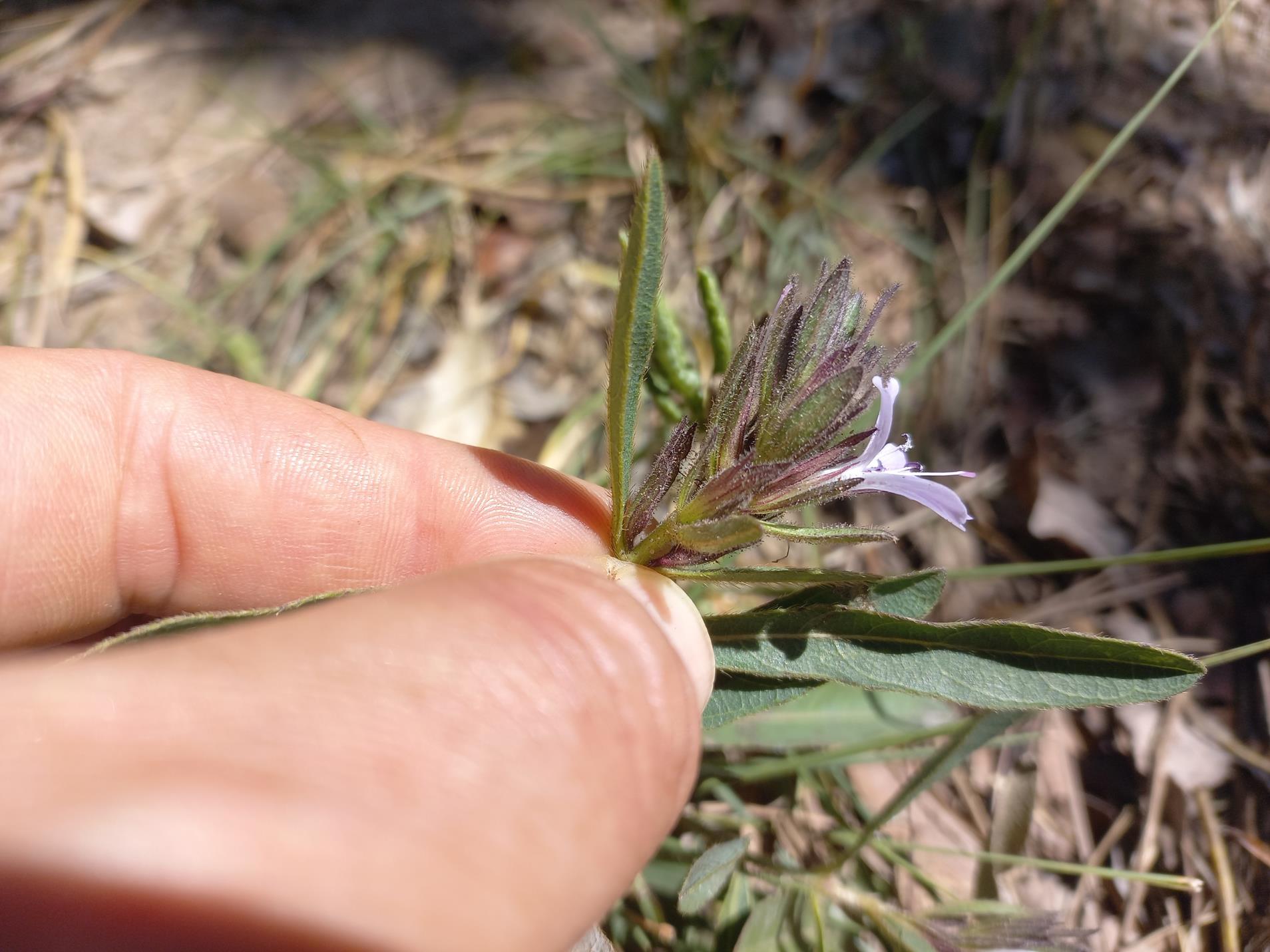 Barleria phaylopsis Barleria phaylopsis