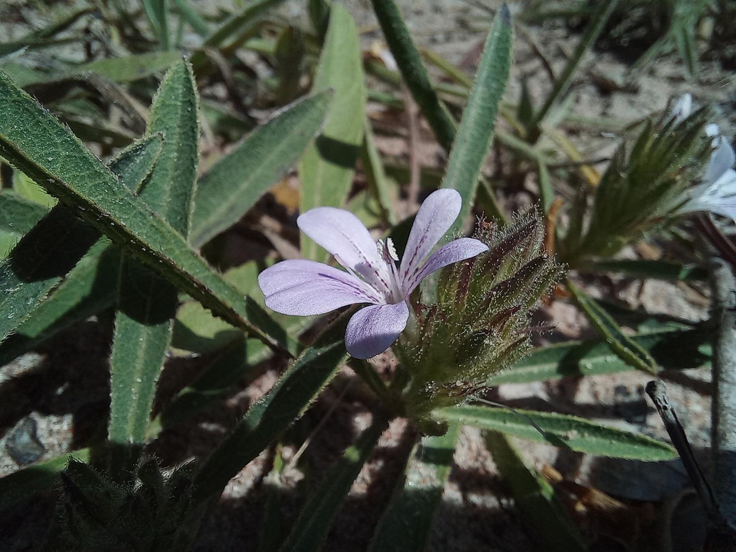 Barleria phaylopsis
