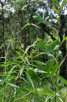 Justicia dalaënsis