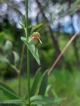 Justicia dalaënsis
