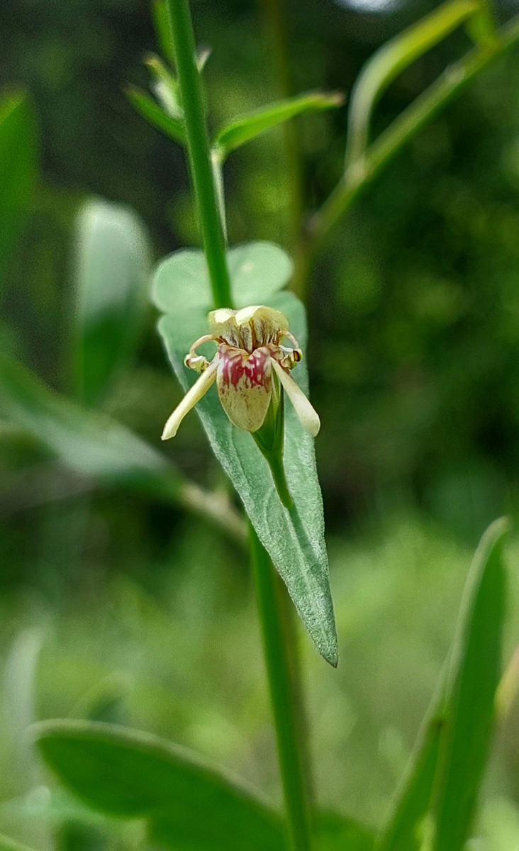 Justicia dalaënsis Justicia dalaënsis