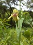 Justicia dalaënsis