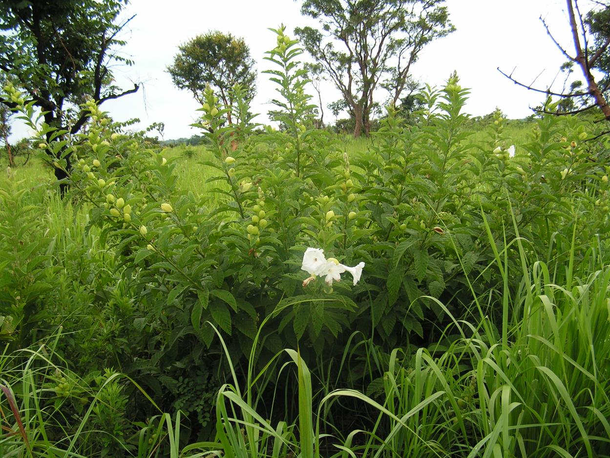 Ipomoea prismatosyphon var. prismatosyphon Ipomoea prismatosyphon var. prismatosyphon