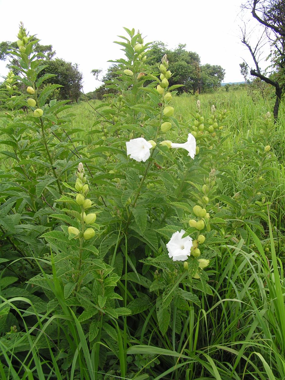 Ipomoea prismatosyphon var. prismatosyphon Ipomoea prismatosyphon var. prismatosyphon