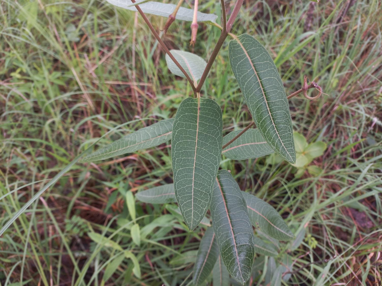 Pachycarpus lineolatus Pachycarpus lineolatus