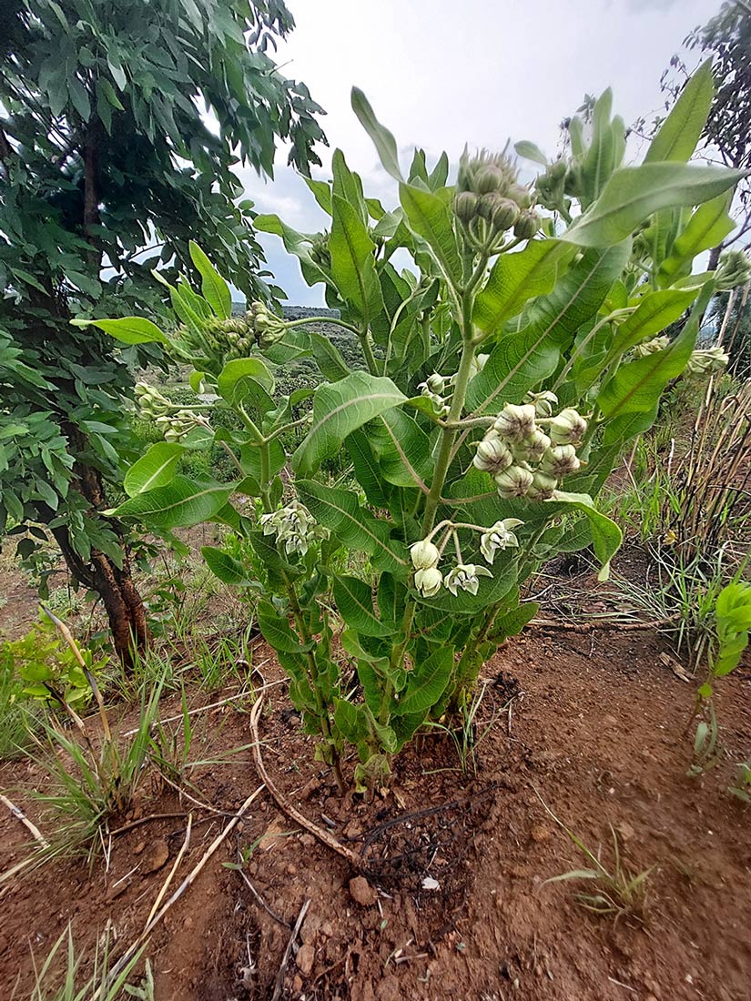 Pachycarpus lineolatus