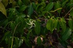 Landolphia camptoloba