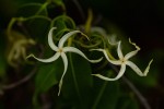 Landolphia camptoloba